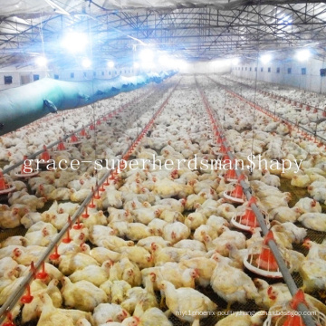 Full Set Chicken Livestock Farm Equipment